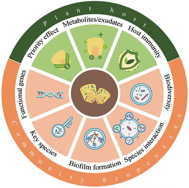合成菌群示意图