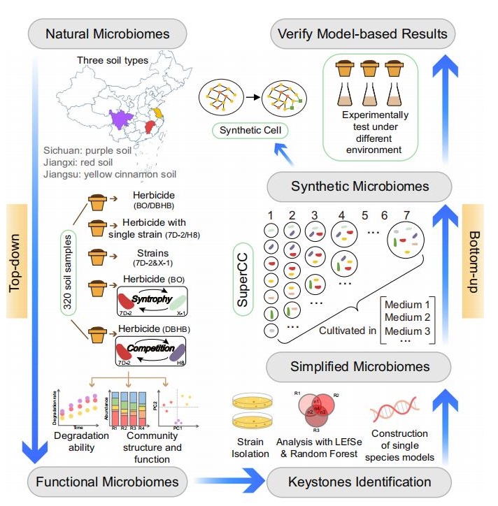合成菌群示意图