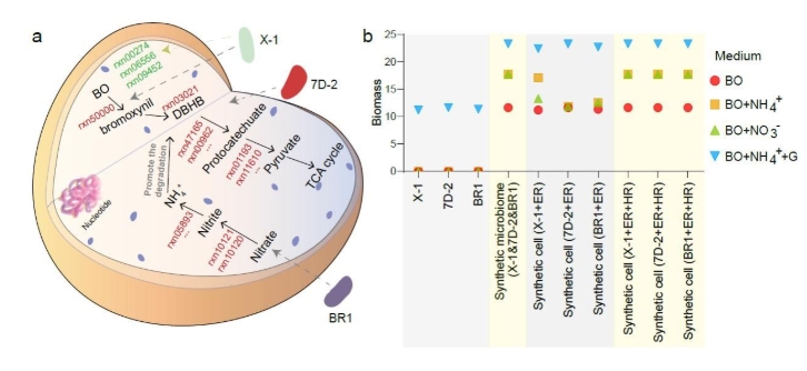 合成菌群示意图